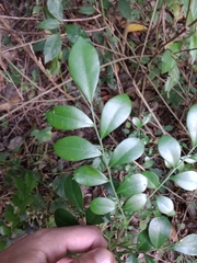 Schaefferia argentinensis