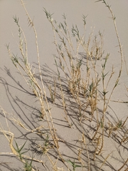 Swallenia alexandrae