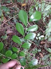 Schaefferia argentinensis