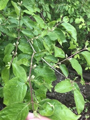 Lonicera