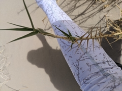 Swallenia alexandrae