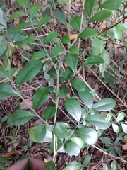 Schaefferia argentinensis