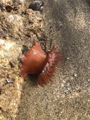 Actinia equina