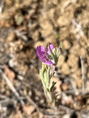Clarkia affinis