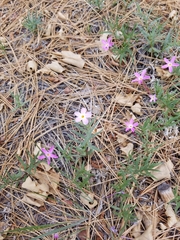 Phlox dolichantha