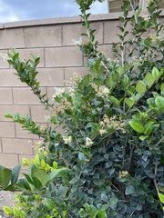 Ligustrum sinense