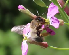 Eucera nigrilabris