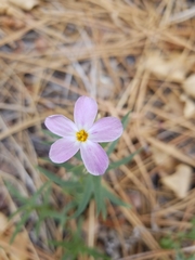 Phlox dolichantha