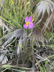 Rhexia cubensis