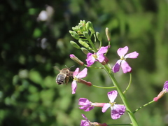 Eucera nigrilabris