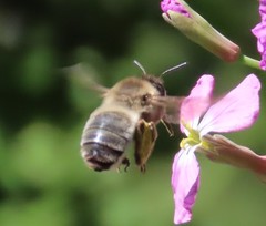 Eucera nigrilabris