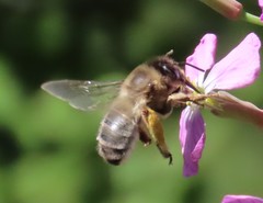 Eucera nigrilabris