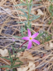 Phlox dolichantha