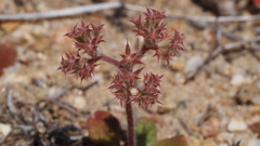 Chorizanthe fimbriata