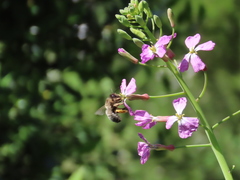 Eucera nigrilabris