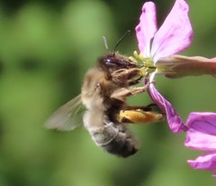 Eucera nigrilabris