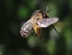 Eucera nigrilabris