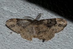 Parapholodes fuliginea