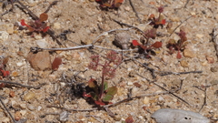 Chorizanthe fimbriata