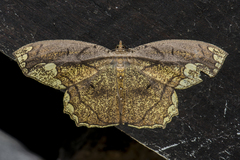 Pareumelea eugeniata