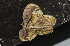 Pareumelea eugeniata