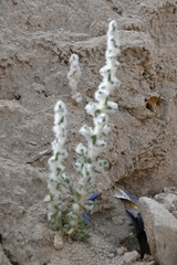 Bassia eriophora