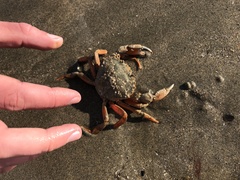 Carcinus maenas