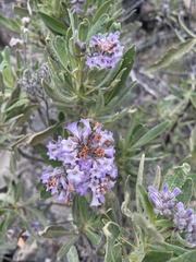 Eriodictyon crassifolium