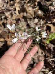 Cardamine dissecta