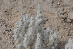 Bassia eriophora