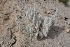 Bassia eriophora