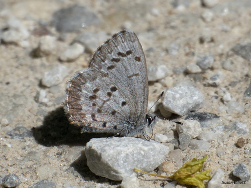 Northern Azure