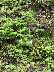 Trillium simile