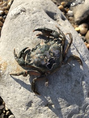 Carcinus maenas