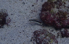 Serranus psittacinus