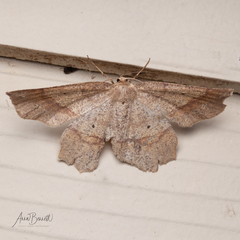 Euchlaena marginaria