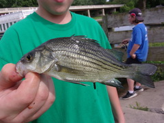 Morone mississippiensis