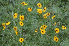 Coreopsis linifolia