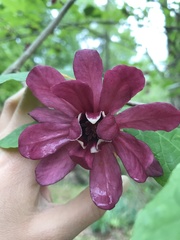 Calycanthus