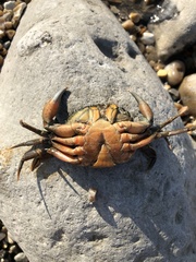 Carcinus maenas