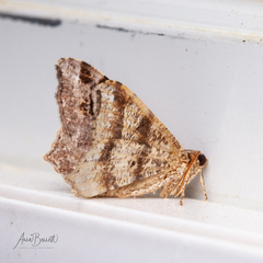 Macaria multilineata