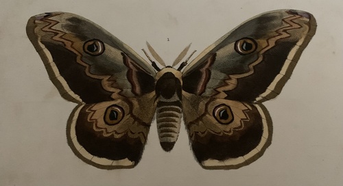 Giant Peacock Moth