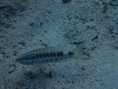 Serranus psittacinus