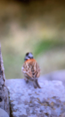 Zonotrichia capensis