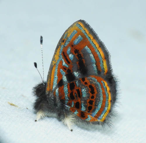 Sarota gyas