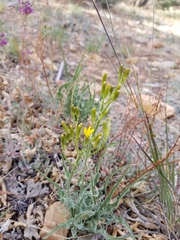 Crepis acuminata