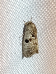 Spinulata