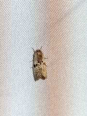 Spinulata