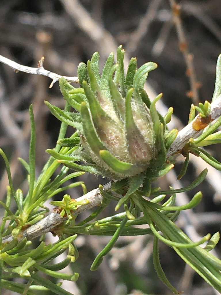 Aciurina idahoensis