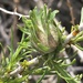 Aciurina idahoensis - Photo (c) beetleman, algunos derechos reservados (CC BY-NC)